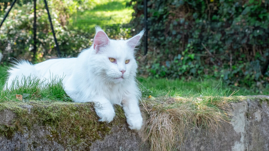 Cake agency case study for ProtectaPet