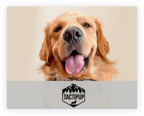 InFlow agency case study for TactiPup